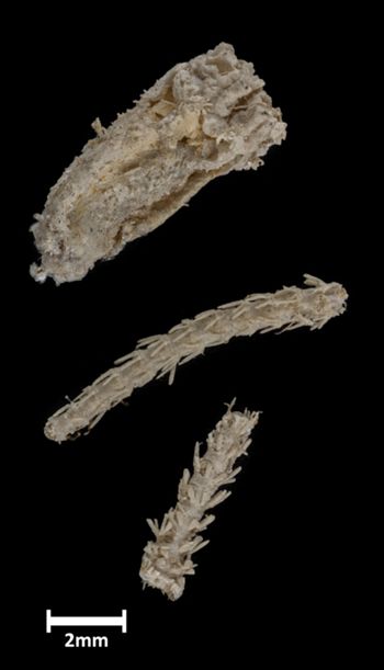 Media type: image;   Invertebrate Zoology OPH-2178 Description: View of material of one ophiuroid specimen with a scale bar.;  Aspect: view2